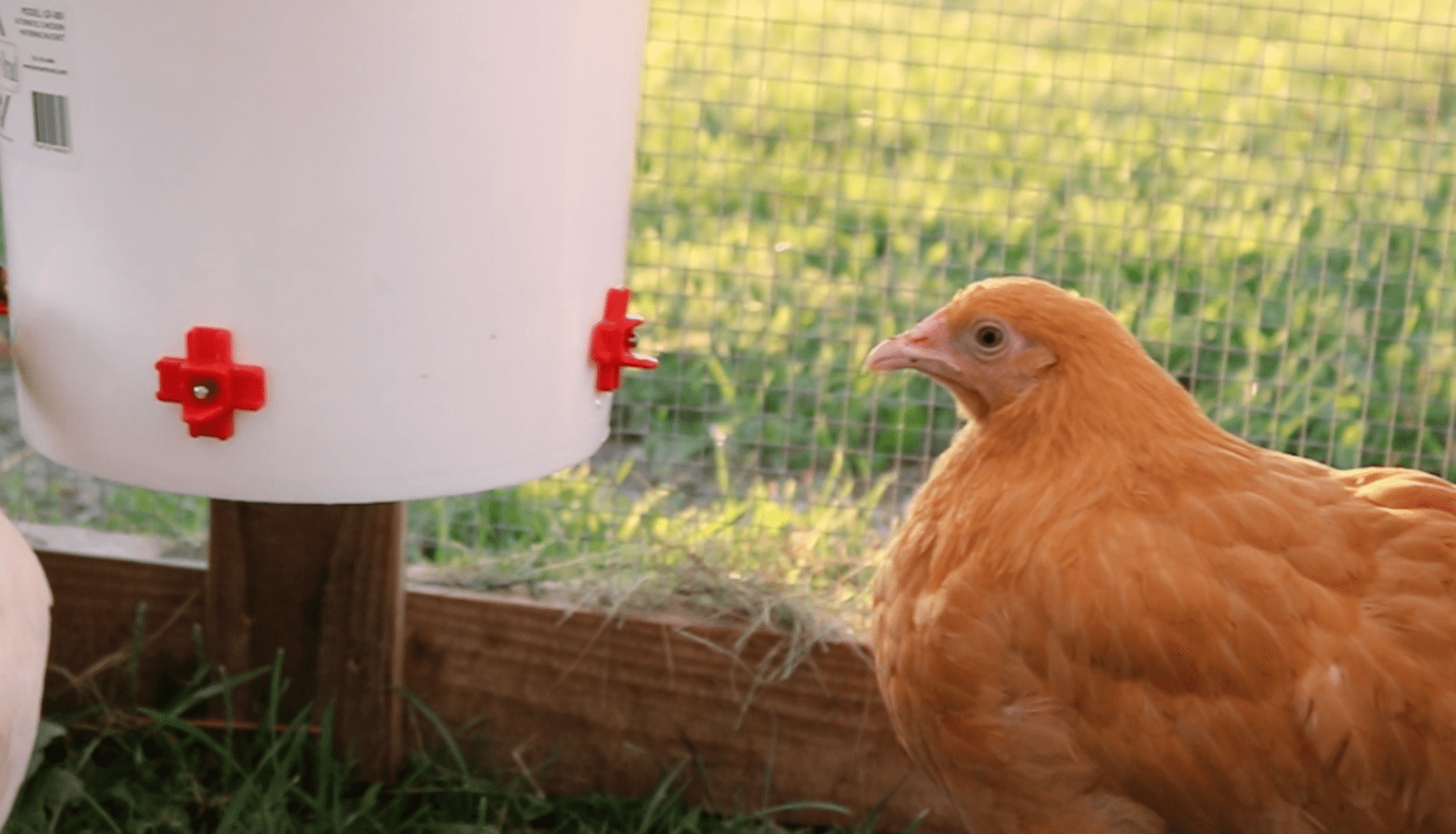 Farmer Brad Automatic Chicken Waterer (2 Gallon) - Angler's Pro Tackle & Outdoors