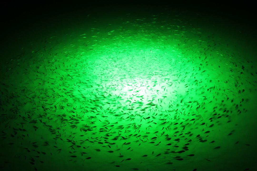 Under Water Green Fishing Lights LED Drop Light 1000 (12V)