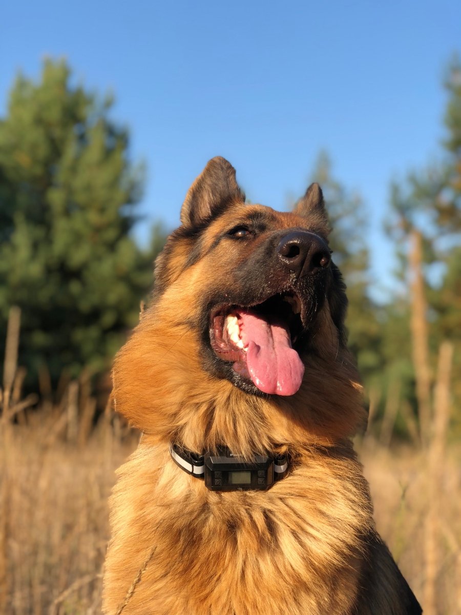 Pawious - GPS Dog Fence F810+, 2nd Gen with GPS Signal Boost Chip and AI Scene Recognition - 2 Dog Set