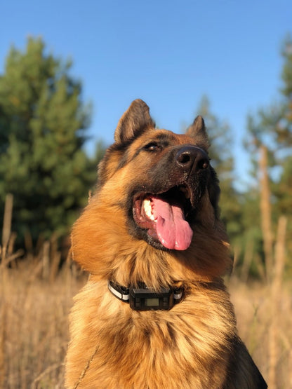 Pawious - GPS Dog Fence F810+, 2nd Gen with GPS Signal Boost Chip and AI Scene Recognition - 2 Dog Set