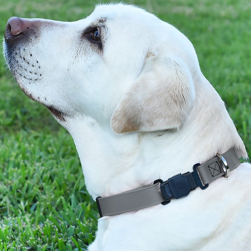 Dogline Herm Sprenger - ClicLock Safety Fastener for Flat-Style Collars – Black Stainless Steel