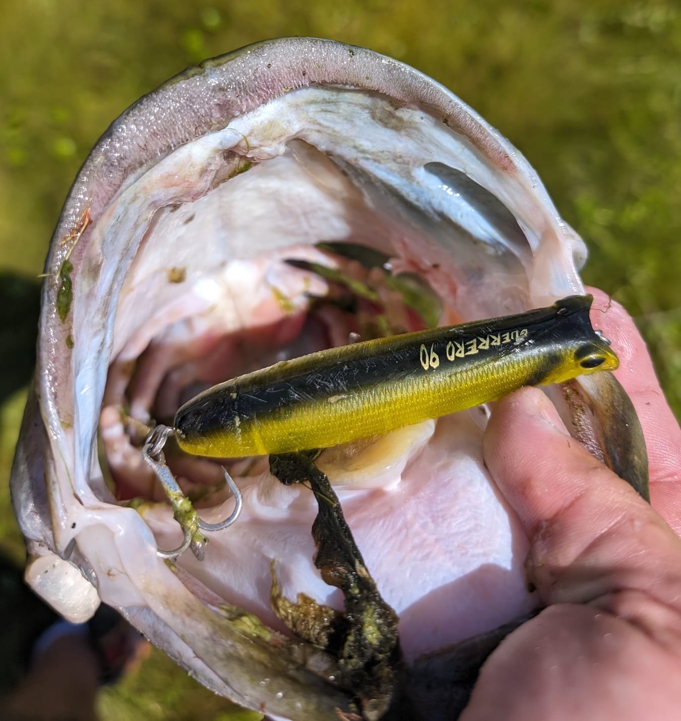 Drave USA Guerrero 115 Topwater Pencil