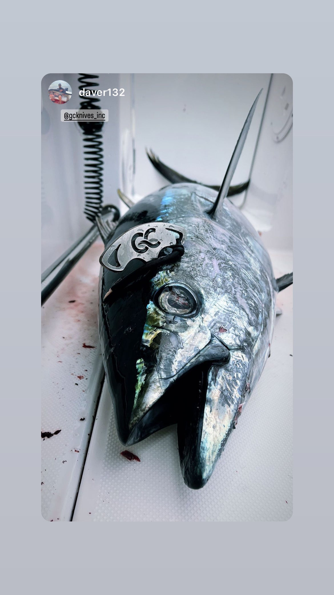 Greg Cimms Knives 5-1/4" Ikejime Fish Spike