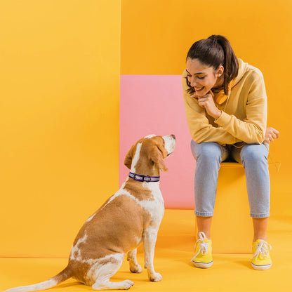 Dogline Biothane Translucent Reflective Collar