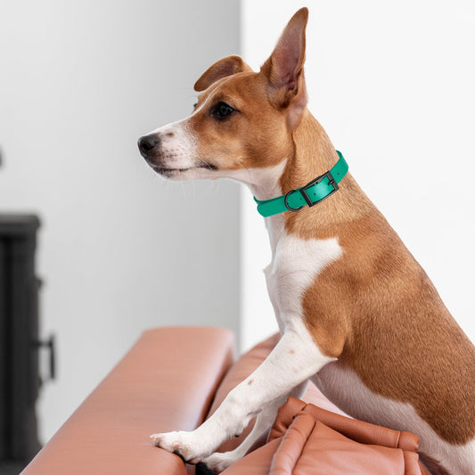 Dogline Biothane Waterproof Collar - X-Small (9 to 12 inches)