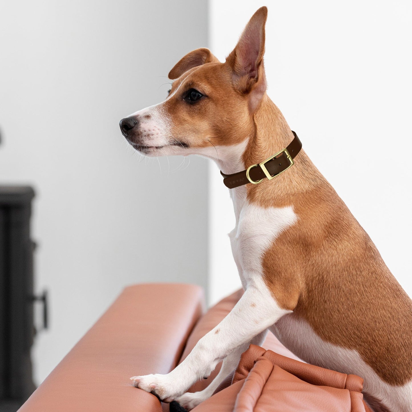 Dogline Viper Biothane Waterproof Dog Collar - Brass Hardware - Size XS (9" - 12")