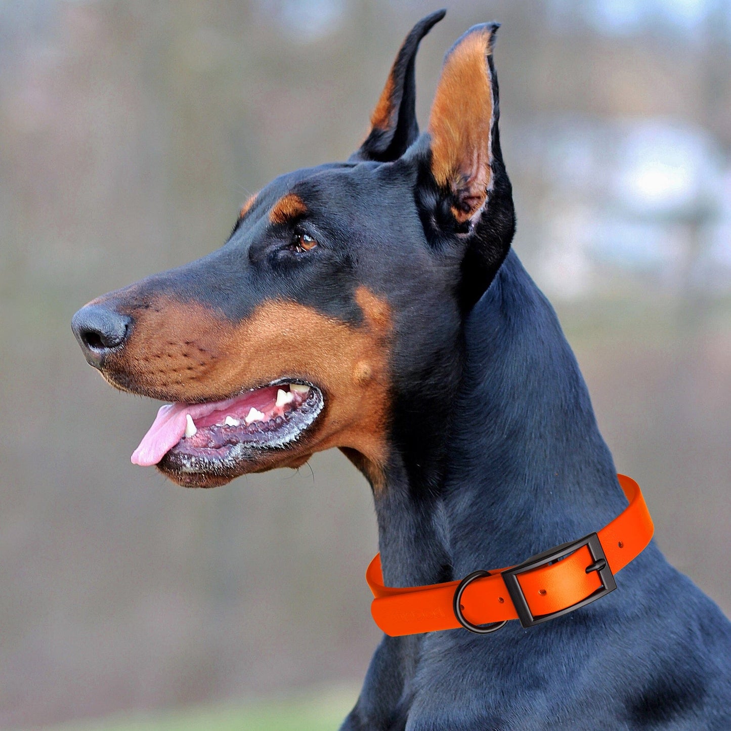 Dogline Biothane Waterproof Collar - X-Small (9 to 12 inches)
