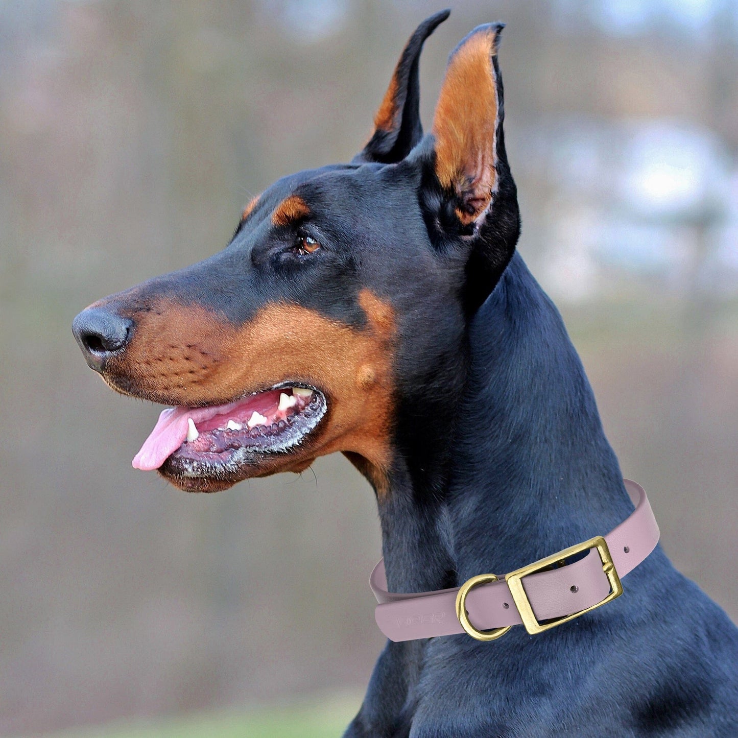 Dogline Viper Biothane Waterproof Dog Collar - Brass Hardware - Size XS (9" - 12")