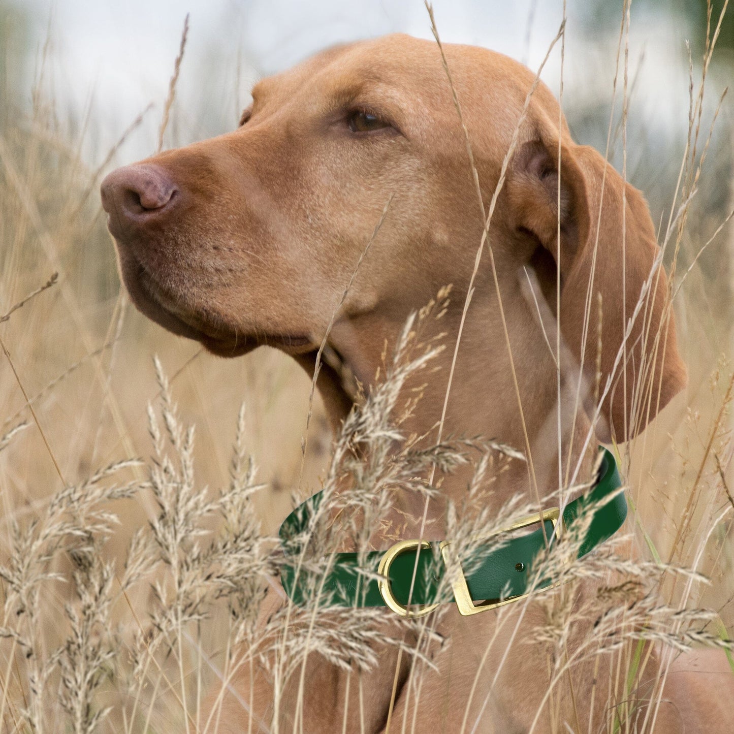 Dogline Viper Biothane Waterproof Dog Collar - Brass Hardware - Size XS (9" - 12")