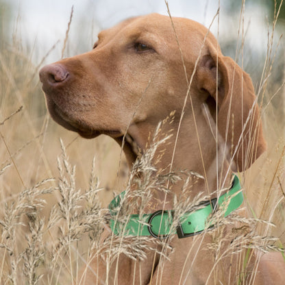 Dogline Biothane Waterproof Collar - X-Small (9 to 12 inches)