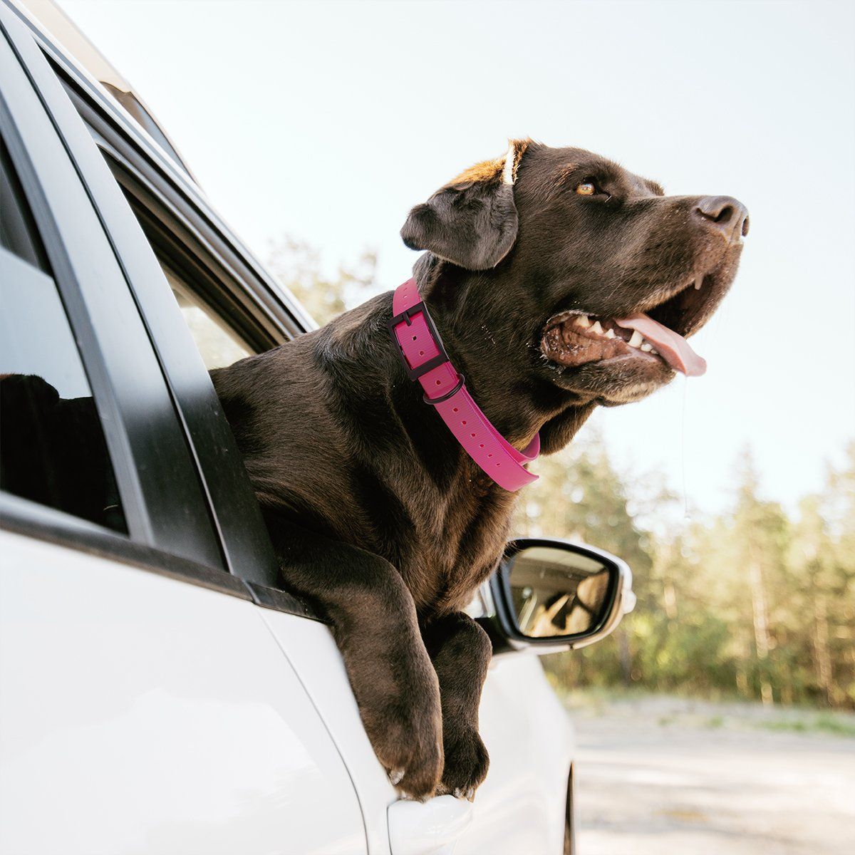 Dogline Biothane E-Collar Replacement Strap