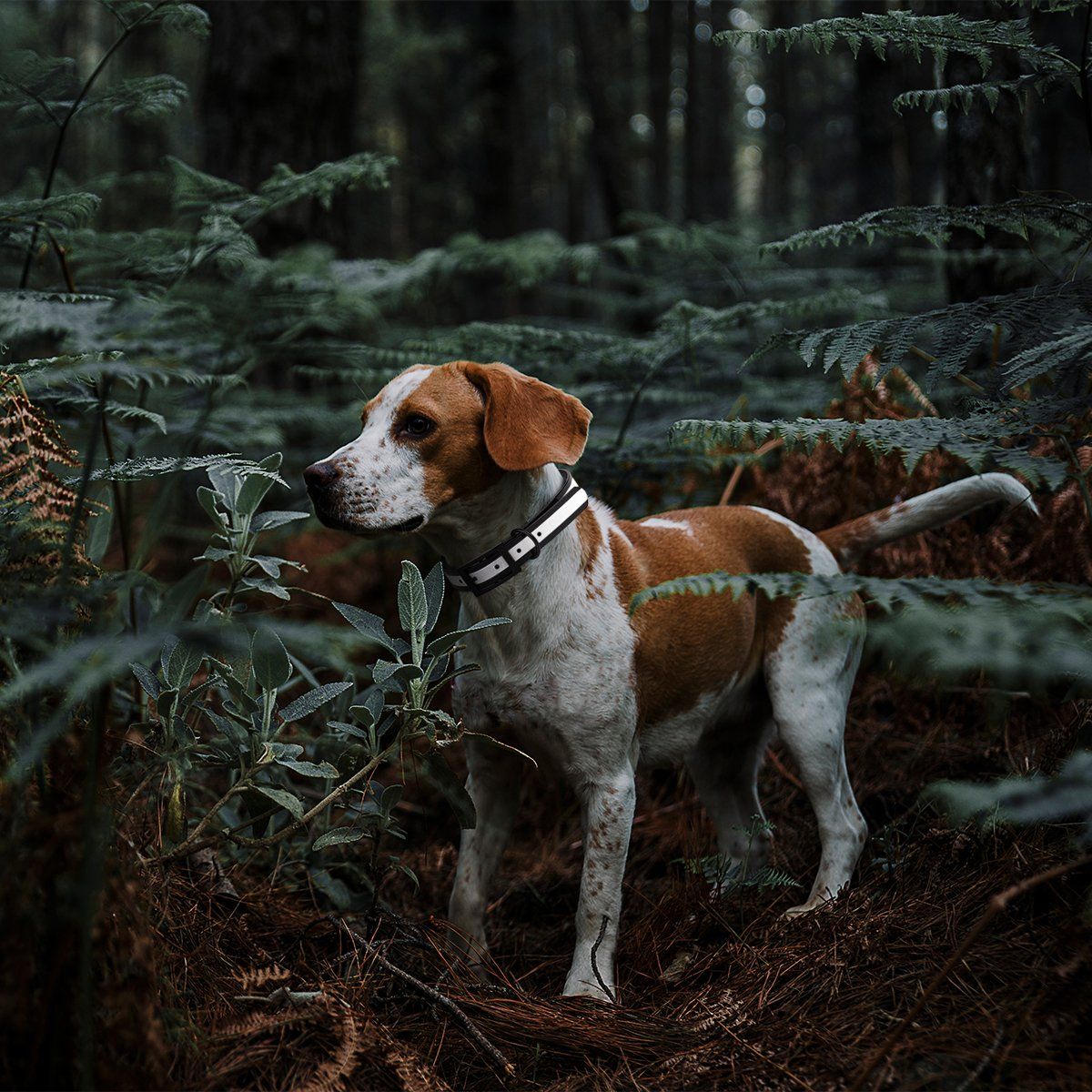 Dogline Biothane Translucent Reflective Collar