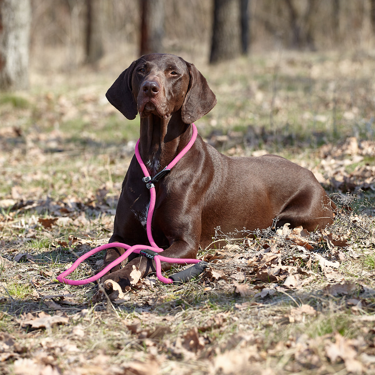 Dogline Round Nylon Slip Lead