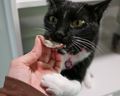 Jack's Premium Freeze Dried Minnows - Angler's Pro Tackle & Outdoors