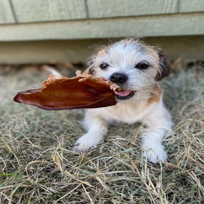 Jack's Premium Pig Ear - Angler's Pro Tackle & Outdoors