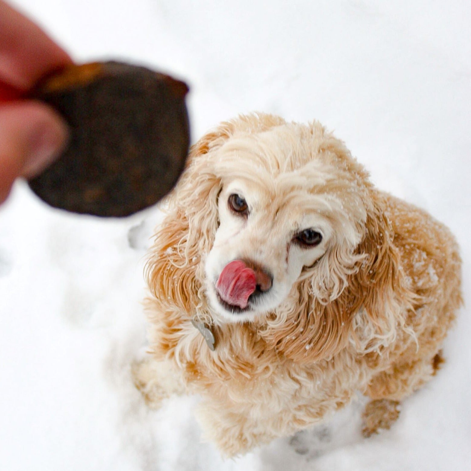 Jack's Premium Protein Patty - Angler's Pro Tackle & Outdoors