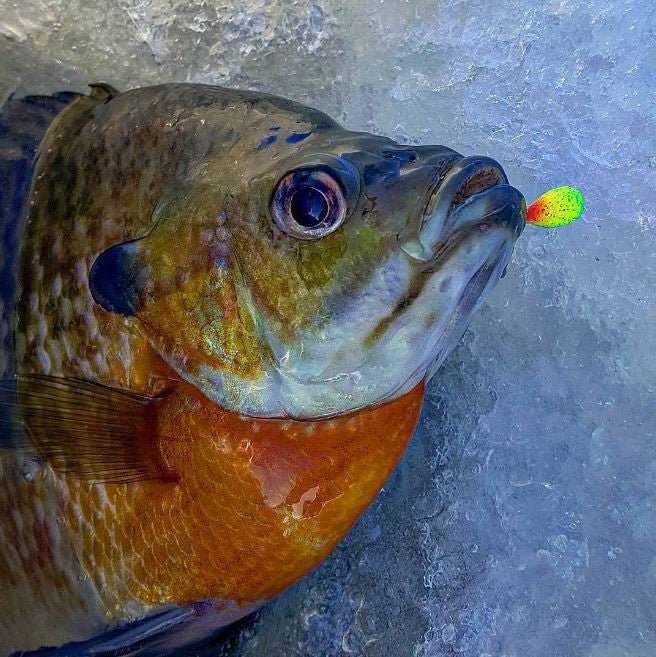 Kenders - Rainbow Trout Bright UV Tungsten Jig - Angler's Pro Tackle & Outdoors