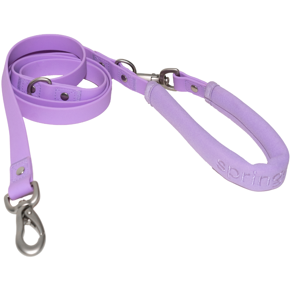 Springer Dog Leash