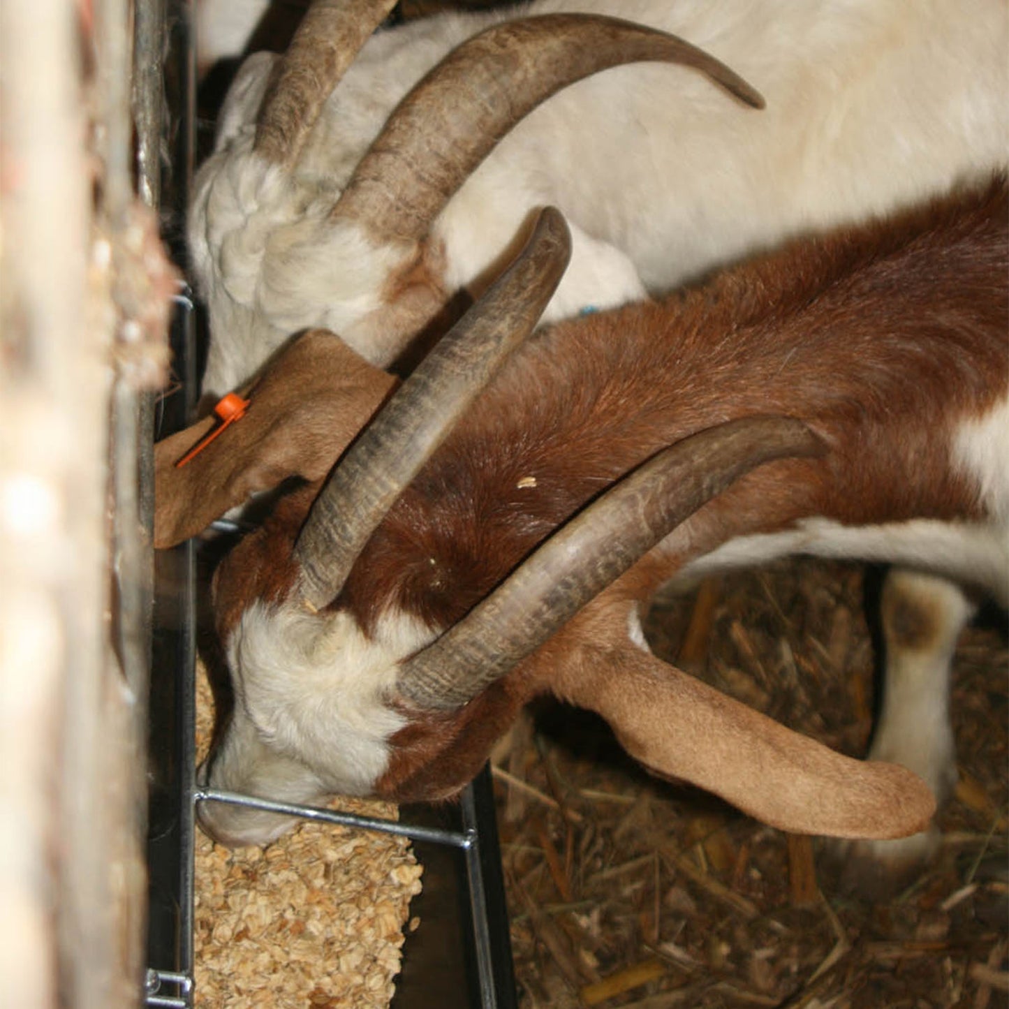 Little Giant HF9BLACK Hook Over Goat Trough Heavy Duty Steel 9 Quart Feeder - Angler's Pro Tackle & Outdoors