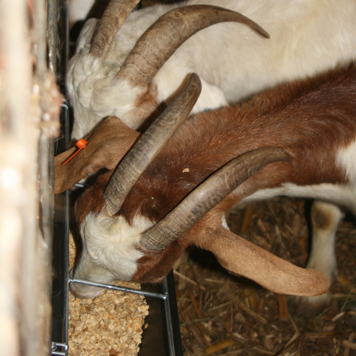 Little Giant HF9BLACK Hook Over Goat Trough Heavy Duty Steel 9 Quart Feeder - Angler's Pro Tackle & Outdoors