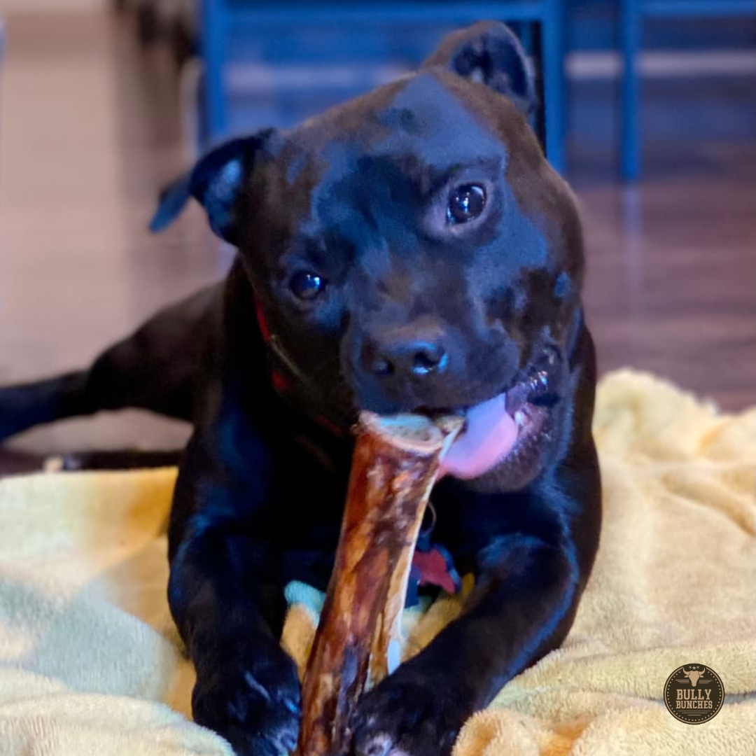 Bully Bunches - 5-6 Inch Marrow Bone