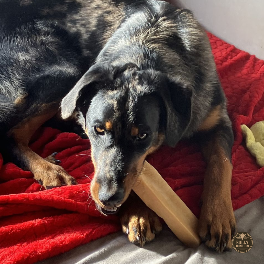 Bully Bunches - Himalayan Yak Chew (MEGA)