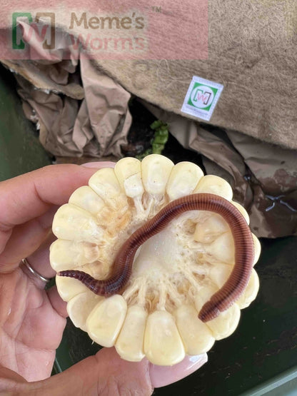 Meme's Worms Pure European Nightcrawler Composting Worms (SC) - Angler's Pro Tackle & Outdoors