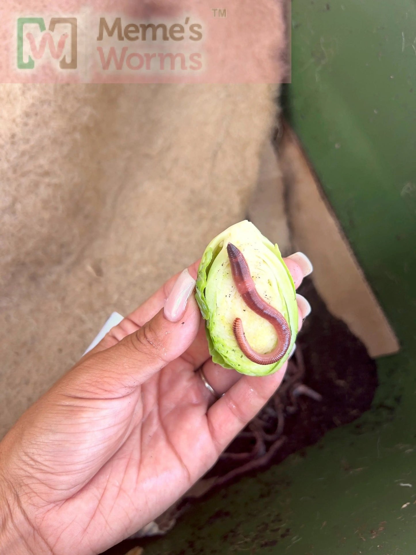 Meme's Worms Pure European Nightcrawler Composting Worms (SC) - Angler's Pro Tackle & Outdoors