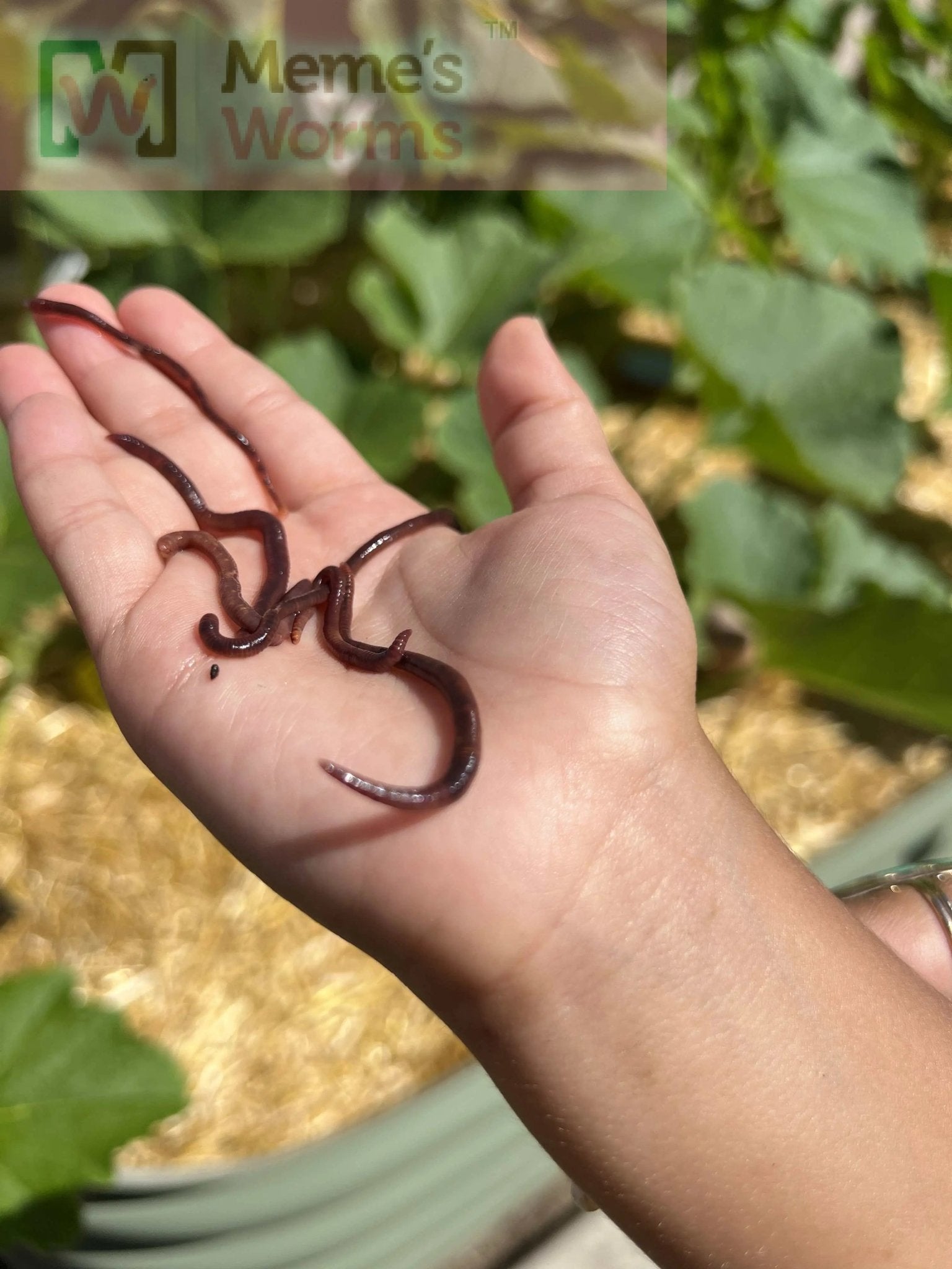 Meme's Worms Pure Red Wiggler Composting Worms (SC) - Angler's Pro Tackle & Outdoors