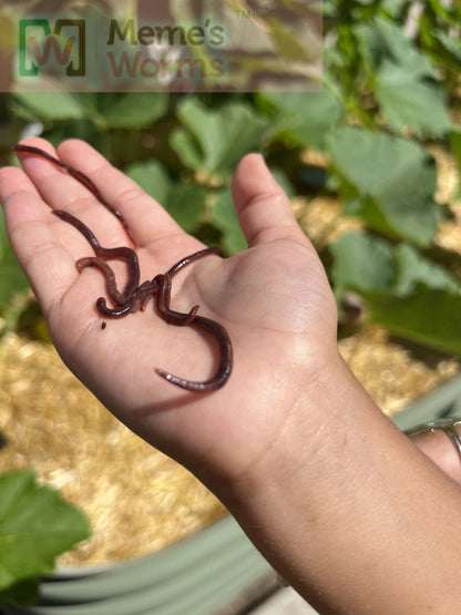 Meme's Worms Pure Red Wiggler Composting Worms (SC) - Angler's Pro Tackle & Outdoors