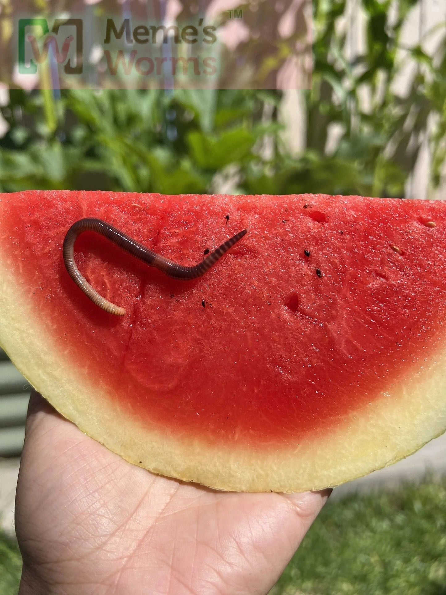 Meme's Worms Pure Red Wiggler Composting Worms (SC) - Angler's Pro Tackle & Outdoors