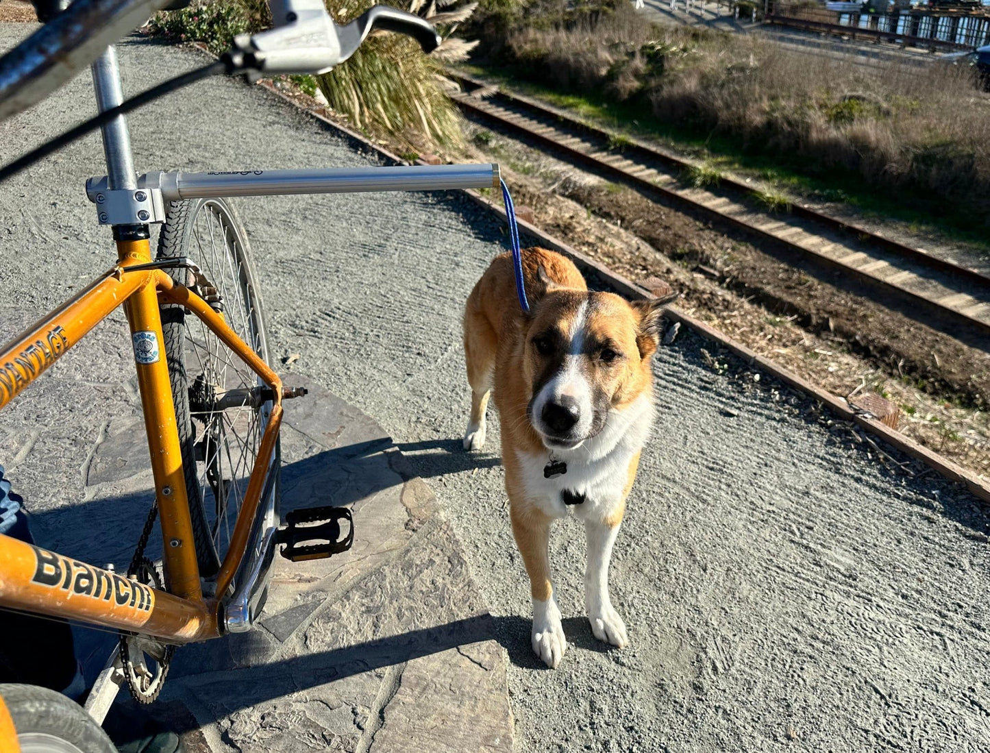 Moved By Bikes Dog Runners - Angler's Pro Tackle & Outdoors