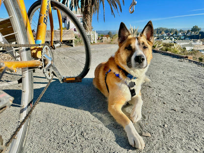 Moved By Bikes Dog Runners - Angler's Pro Tackle & Outdoors