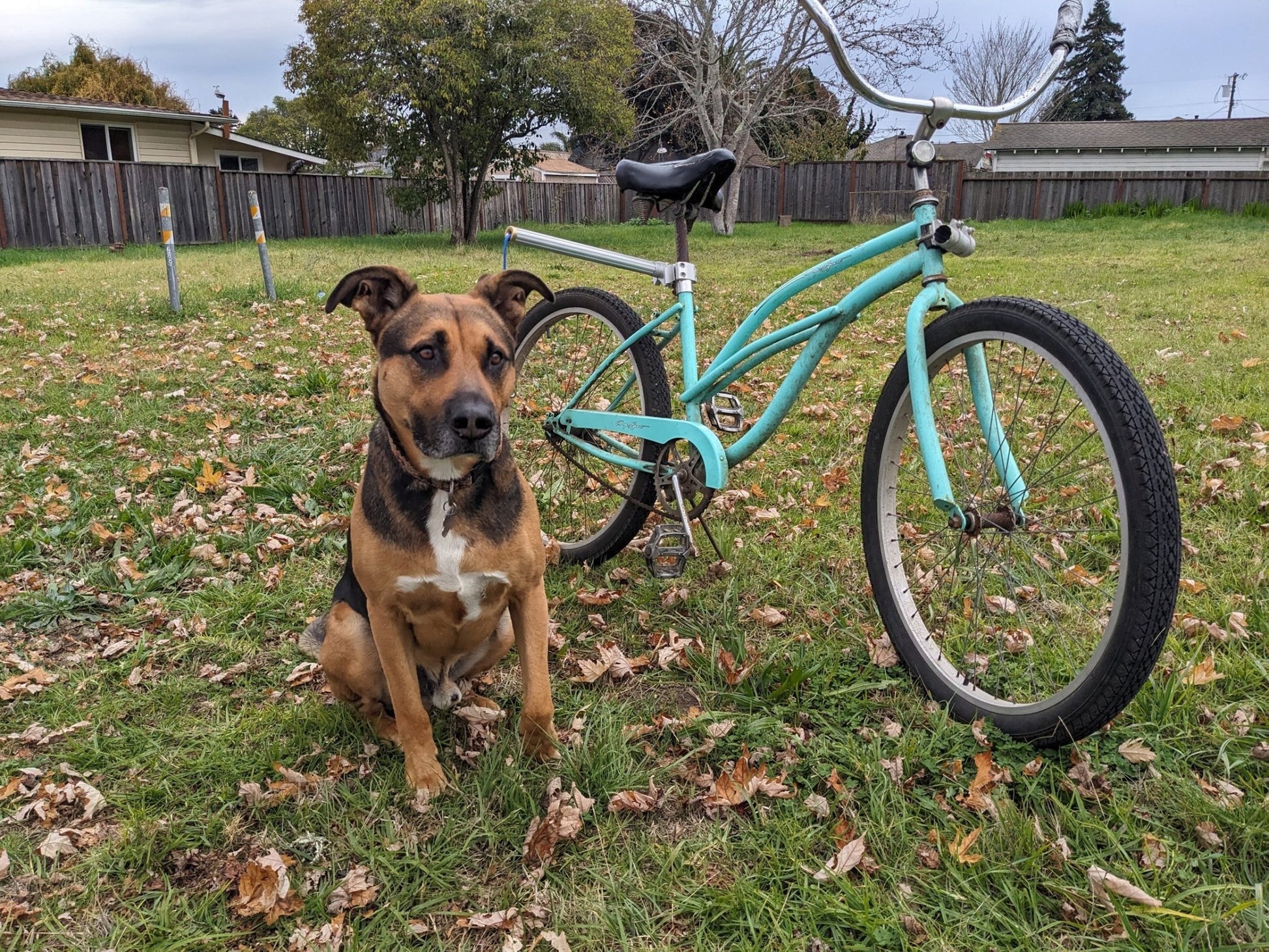 Moved By Bikes Dog Runners - Angler's Pro Tackle & Outdoors