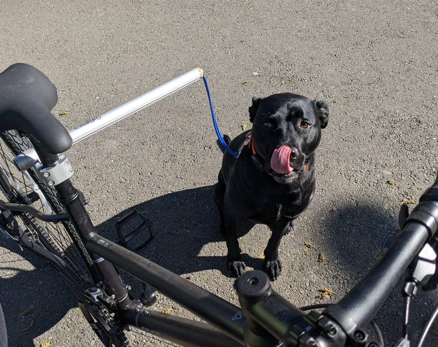 Moved By Bikes Dog Runners - Angler's Pro Tackle & Outdoors