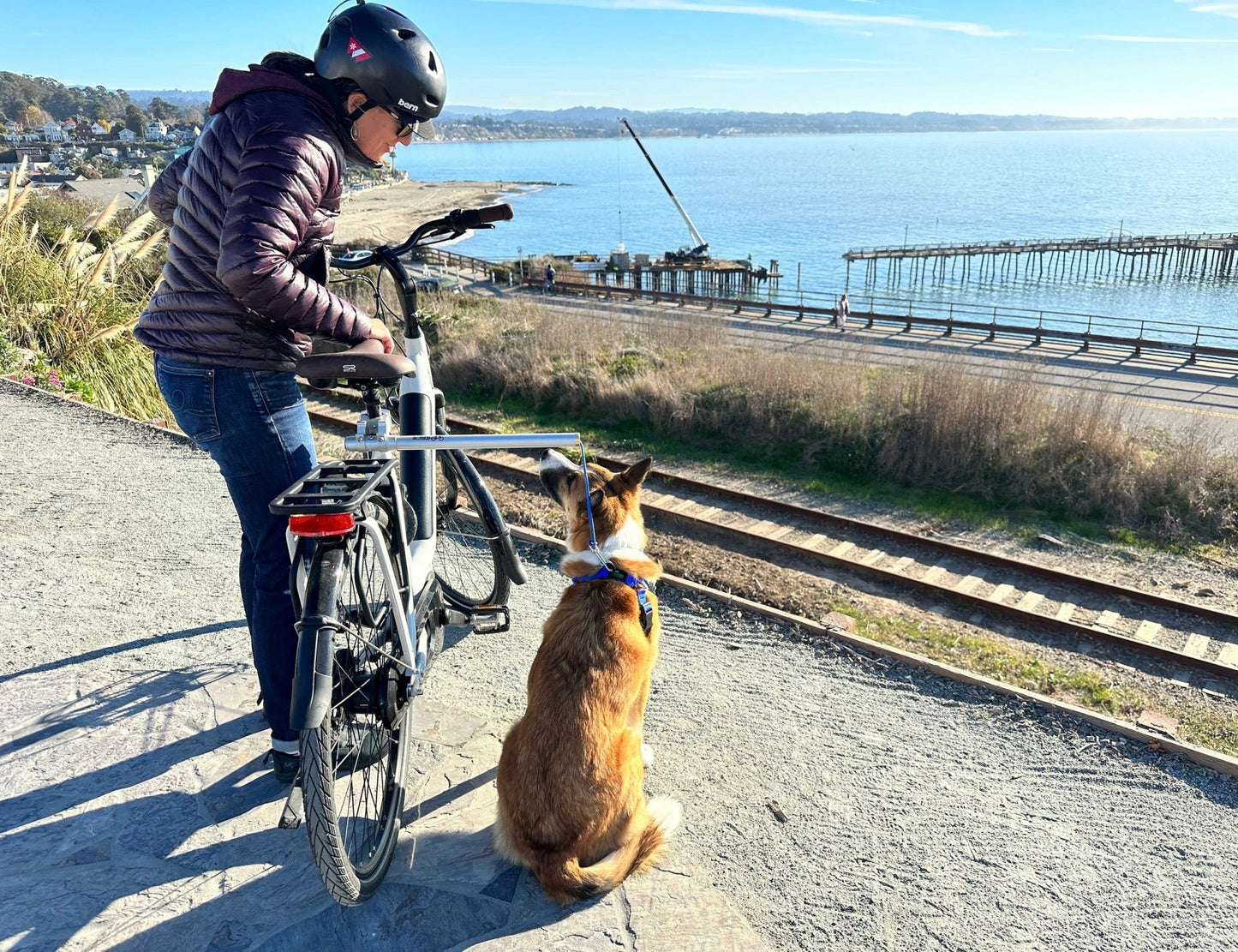 Moved By Bikes Dog Runners - Angler's Pro Tackle & Outdoors