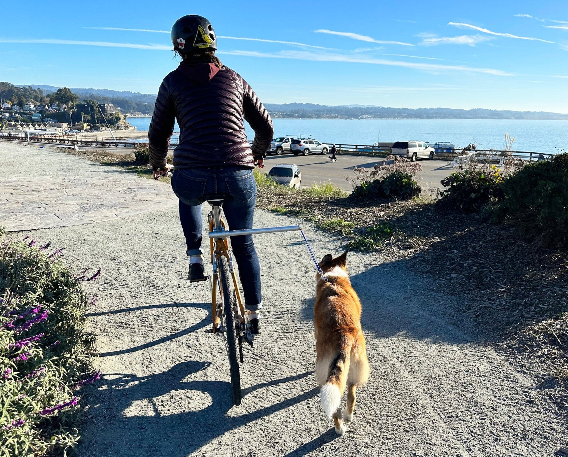 Moved By Bikes Dog Runners - Angler's Pro Tackle & Outdoors