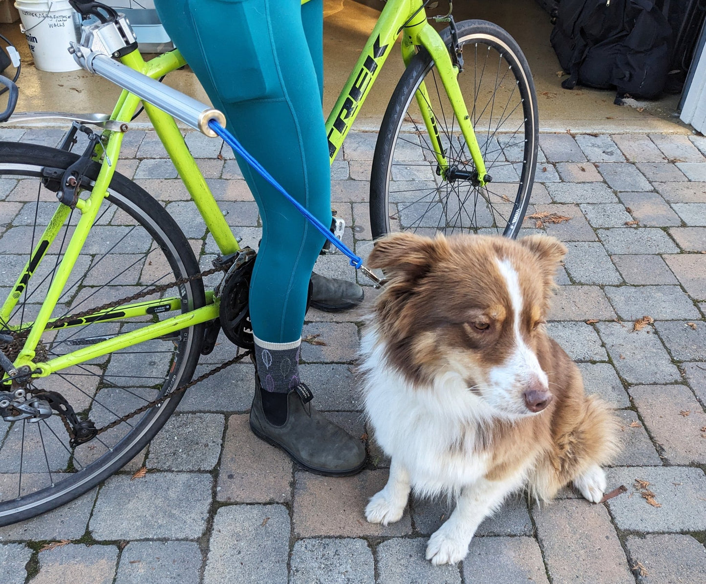 Moved By Bikes Dog Runners - Angler's Pro Tackle & Outdoors