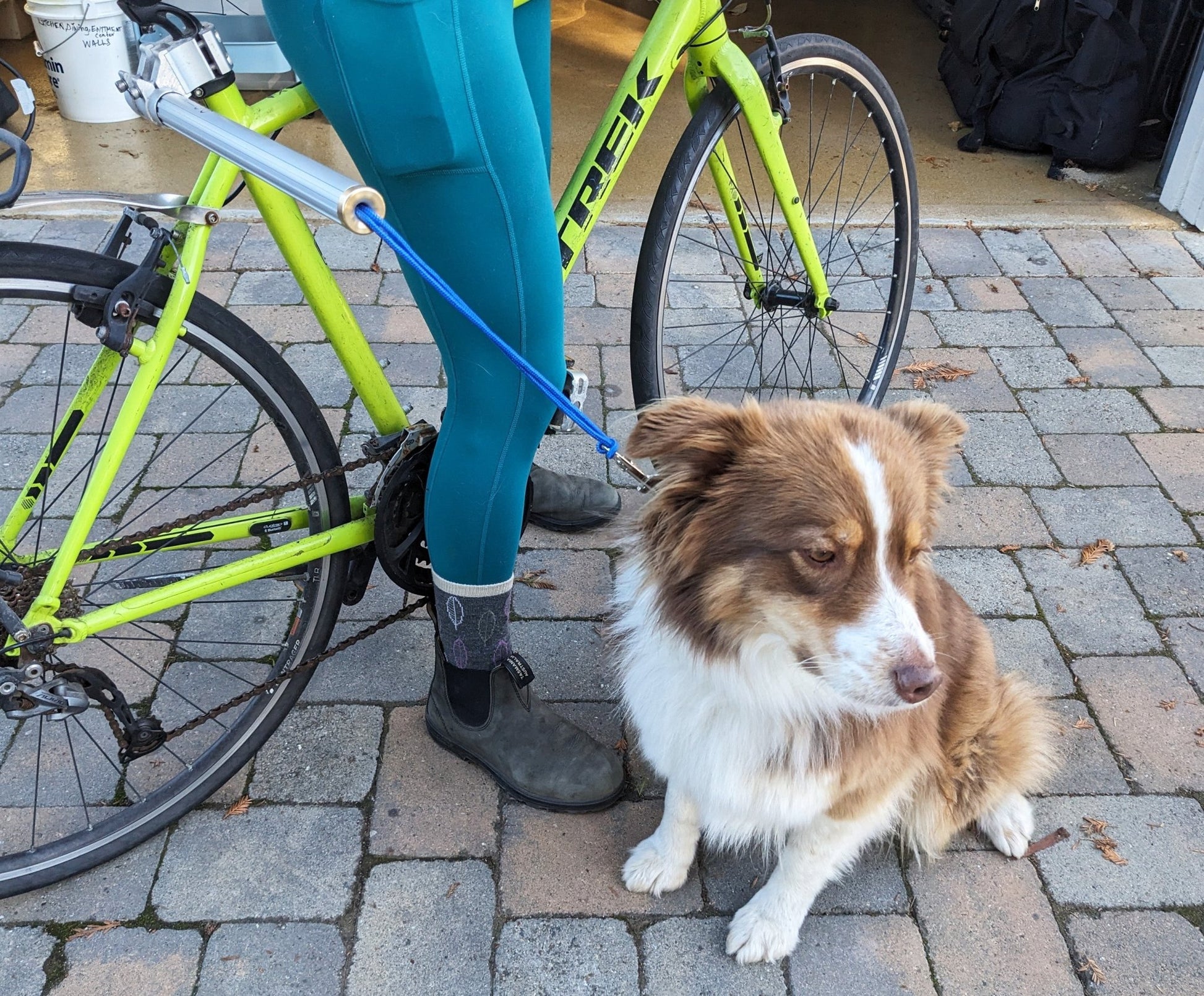 Moved By Bikes Dog Runners - Angler's Pro Tackle & Outdoors