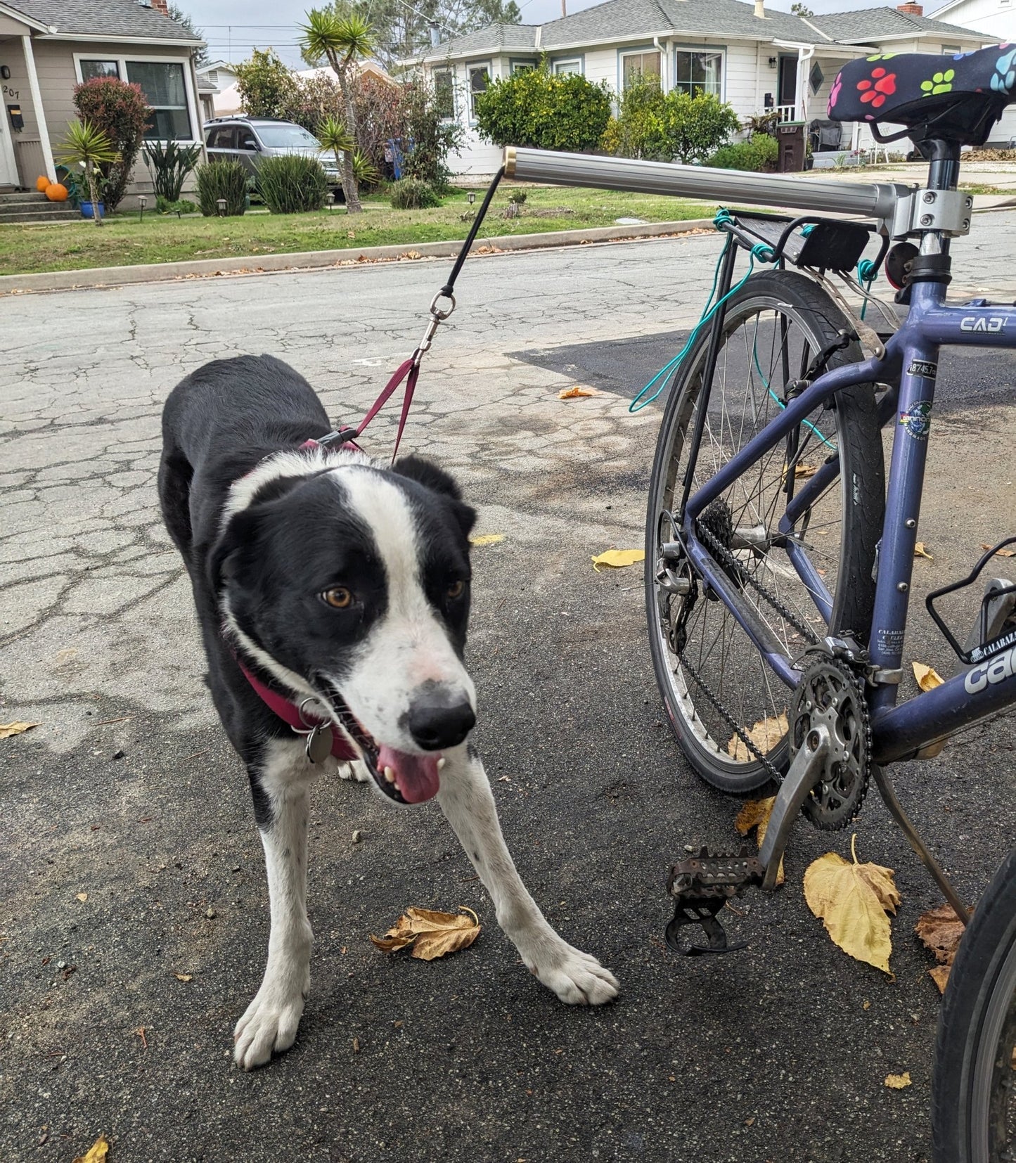 Moved By Bikes Dog Runners - Angler's Pro Tackle & Outdoors