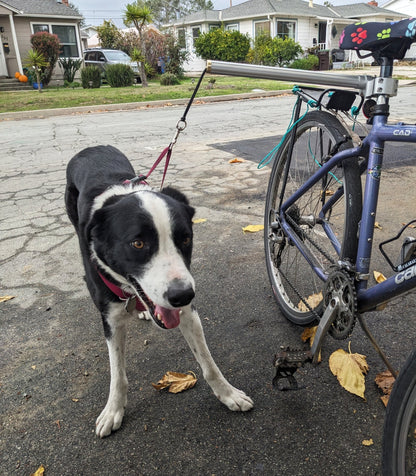 Moved By Bikes Dog Runners - Angler's Pro Tackle & Outdoors