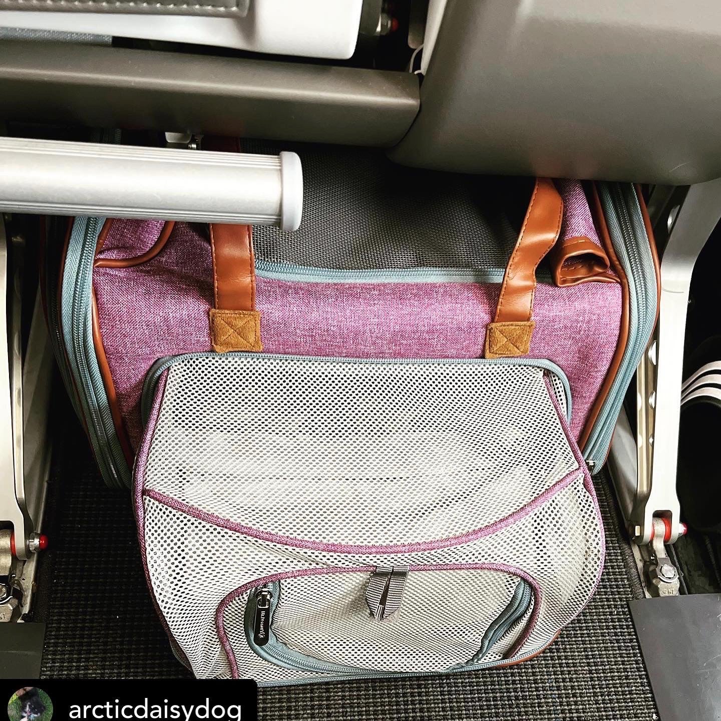 Mr. Peanut's Gold Series Big Apple XL Size Airline Compliant Double Expandable Pet Carrier - Angler's Pro Tackle & Outdoors