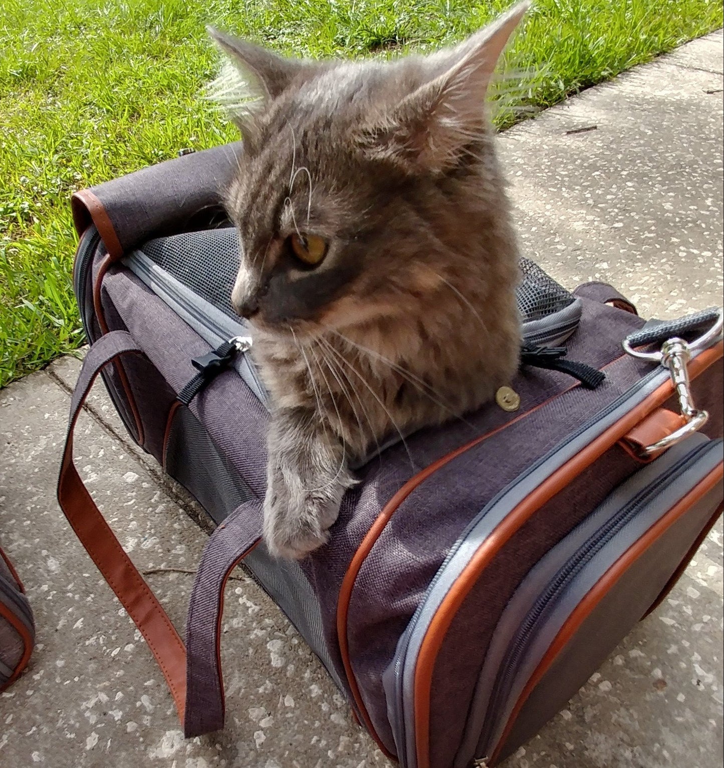 Mr. Peanut's Gold Series Standard Size Airline Compliant Pet Carrier - Angler's Pro Tackle & Outdoors