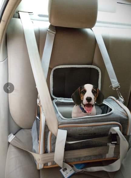 Mr. Peanut's Platinum Series Expandable Pet Carrier - Angler's Pro Tackle & Outdoors