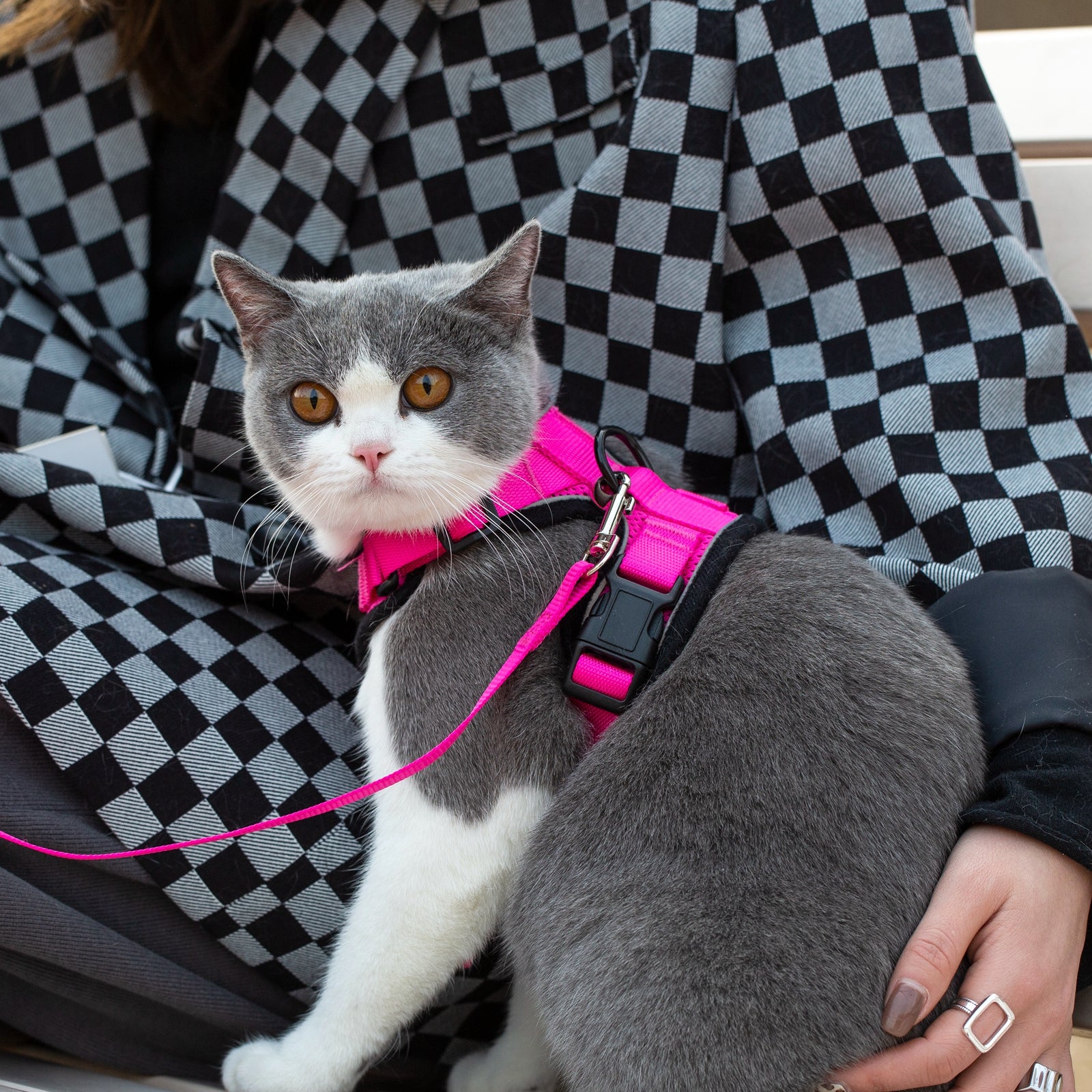 Mr. Peanut's PurrTrek Reflective Cat Harness with Matching Leash - Angler's Pro Tackle & Outdoors