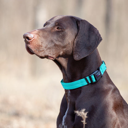 Dogline Nylon Flat Collar
