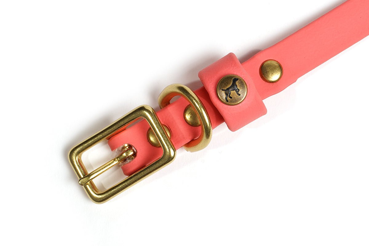 Pointer Traditions Sporting Puppy Collar - Coral - Angler's Pro Tackle & Outdoors