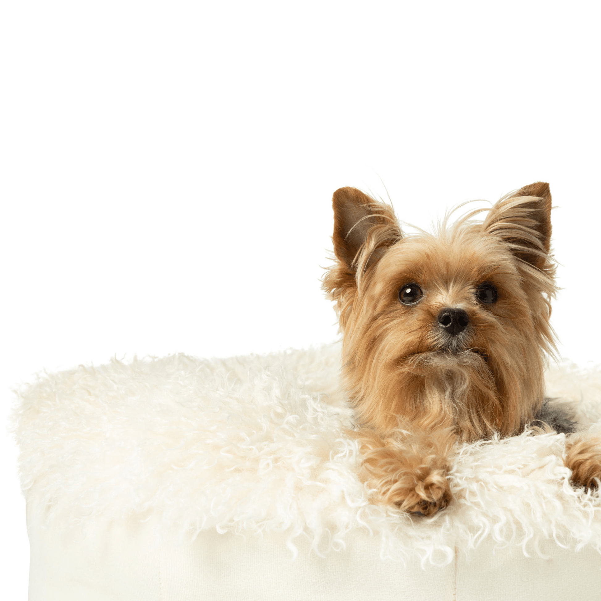 PupPouf™ Luxe Faux Fur Donut Dog Bed - Plush Sheep Ivory - Angler's Pro Tackle & Outdoors