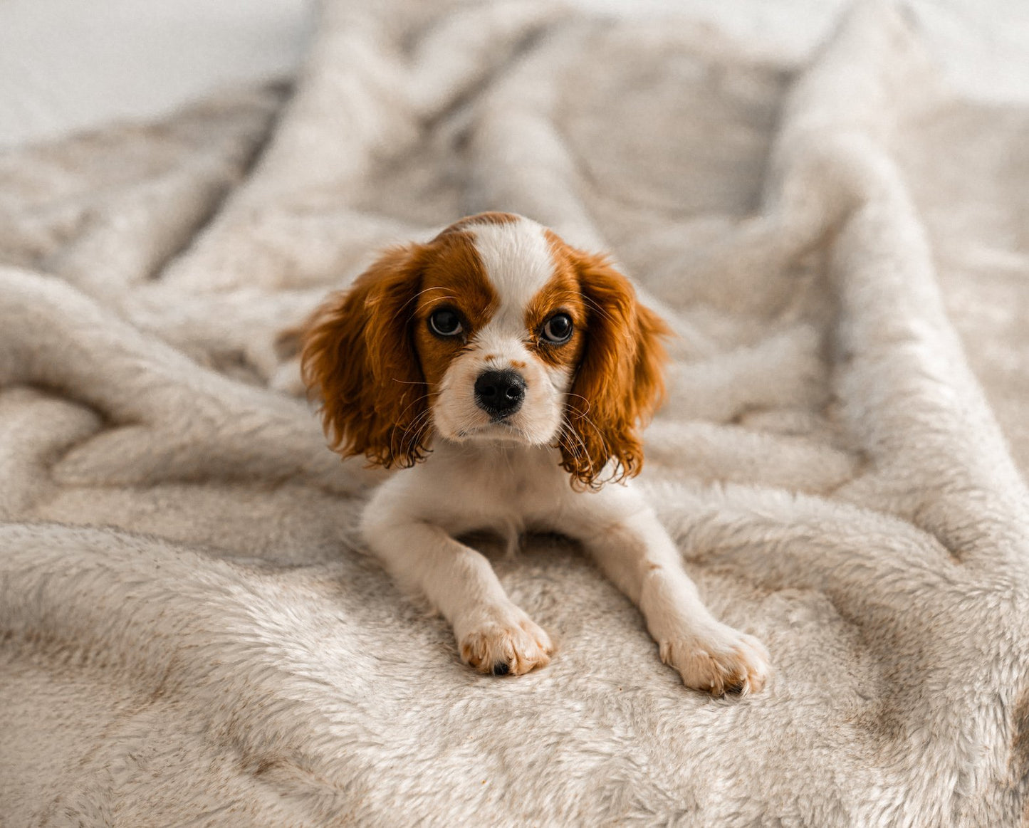 PupProtector™ Short Fur Waterproof Throw Blanket - White with Brown Accents - Angler's Pro Tackle & Outdoors