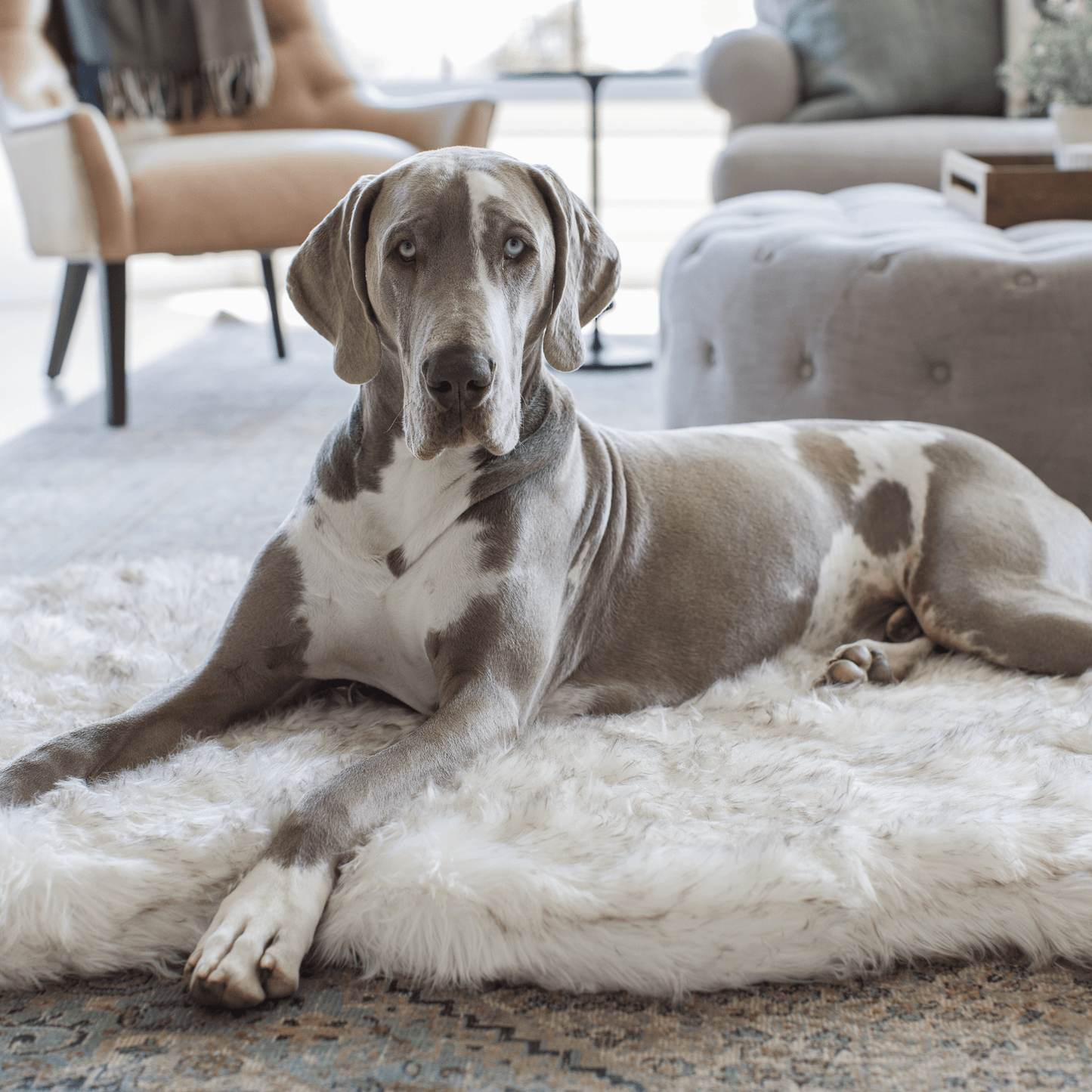 PupRug by Paw.com™ Faux Fur Orthopedic Dog Bed - Curve White with Brown Accents - Angler's Pro Tackle & Outdoors